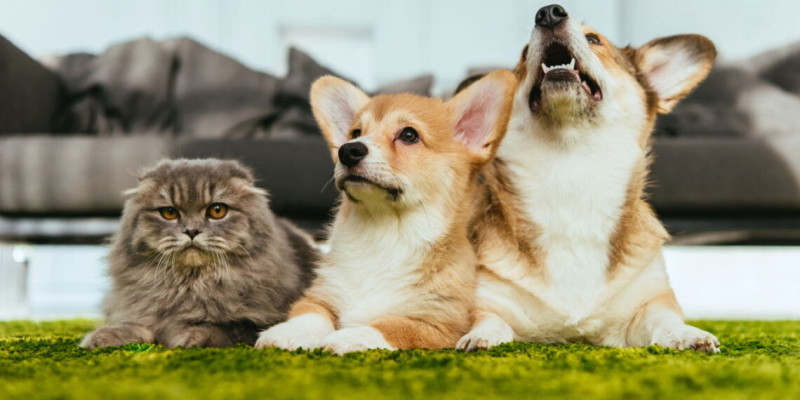 pets